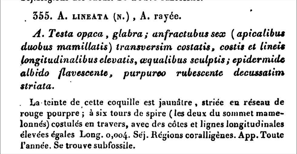 Rissoidae nel Mediterraneo: Genere Alvania